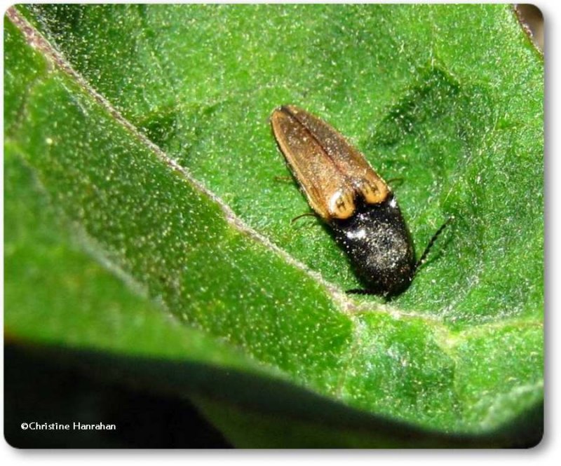 Click beetle (Ampedus nigricollis)