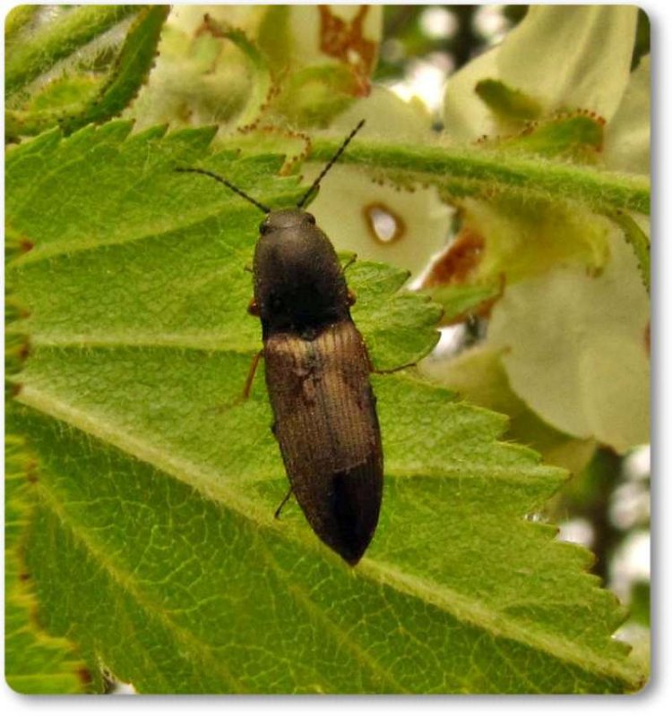 Click beetle (Elateridae) on hawthorn