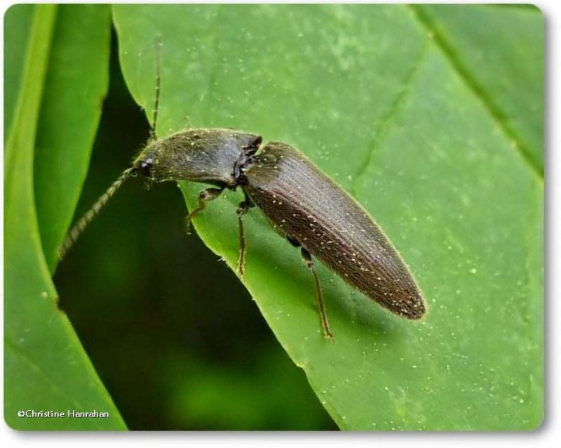 Click beetle (Elateridae)