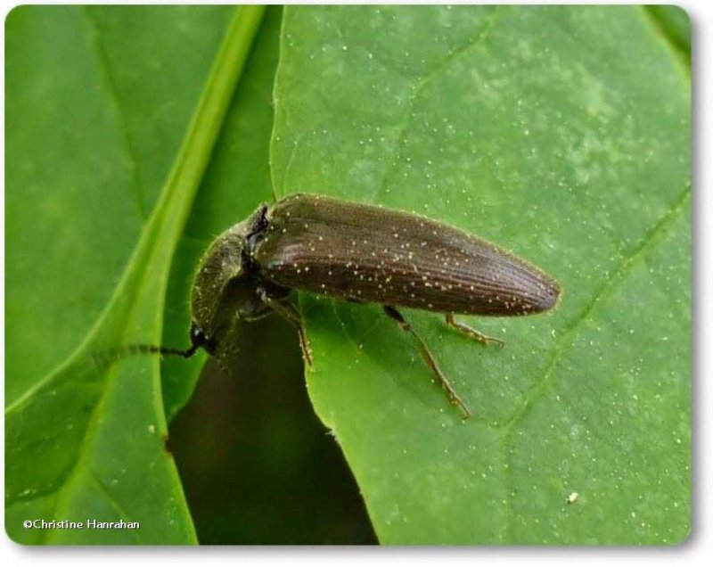 Click beetle (Elateridae)