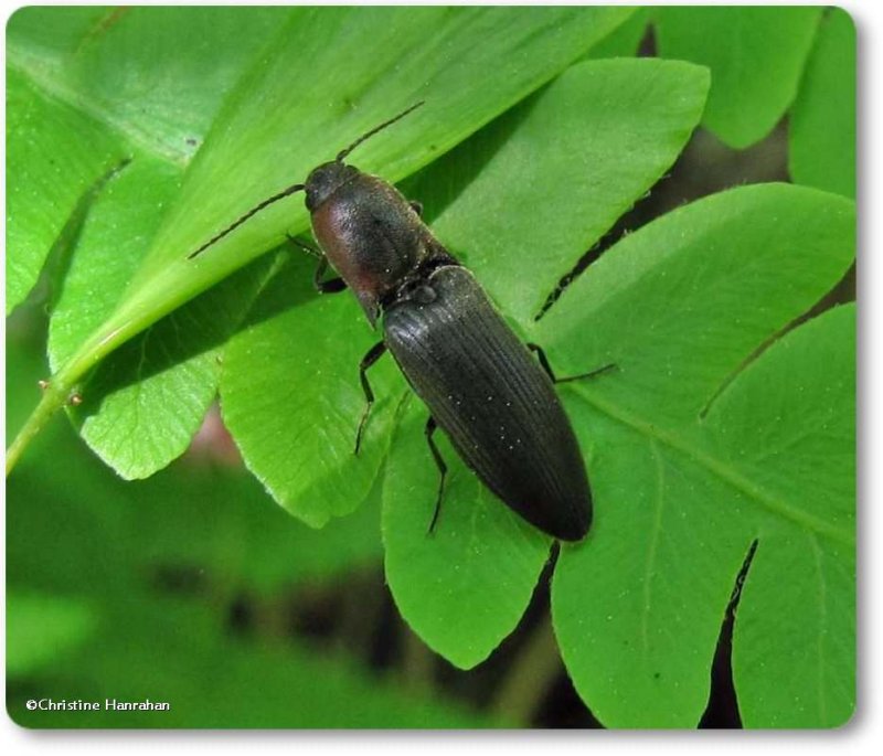Click beetle  (Agriotes fucosus)