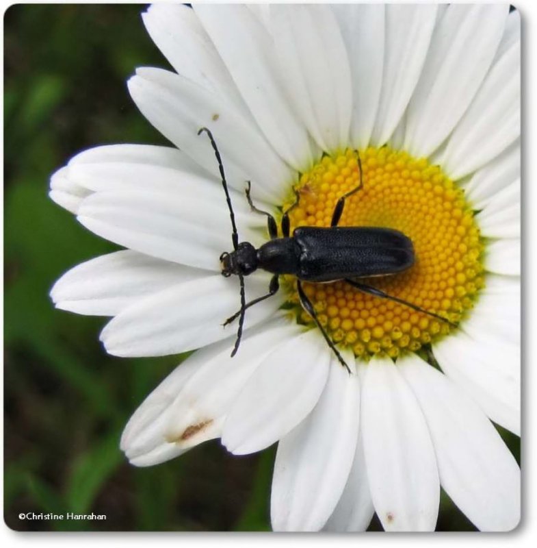 Flower longhorn beetle  (Anoplodera pubera)