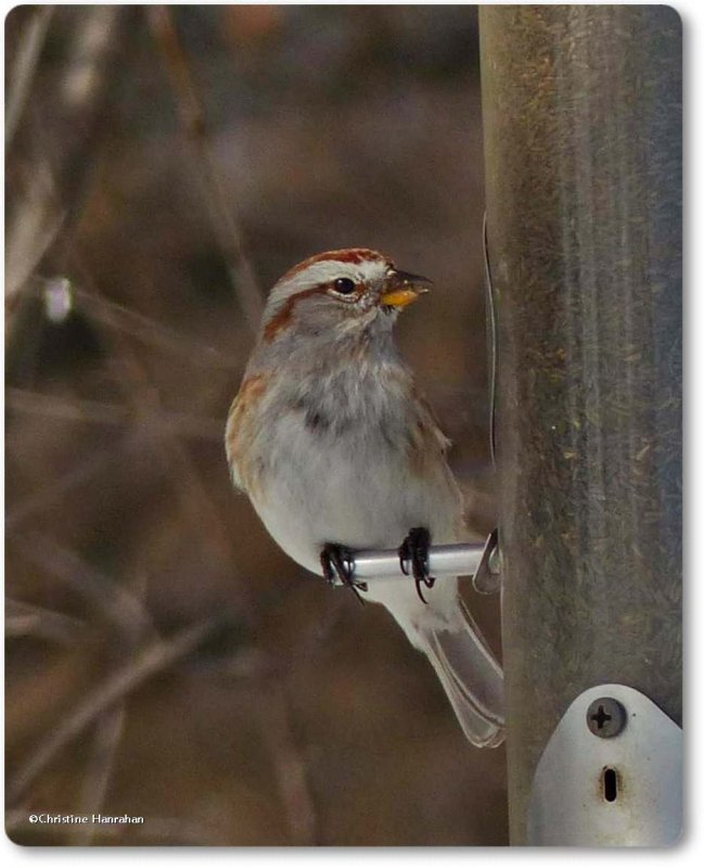 American Tree Sparrow