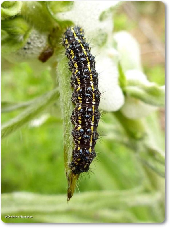 Leconte's haploa moth caterpillar (Haploa lecontei), #8111