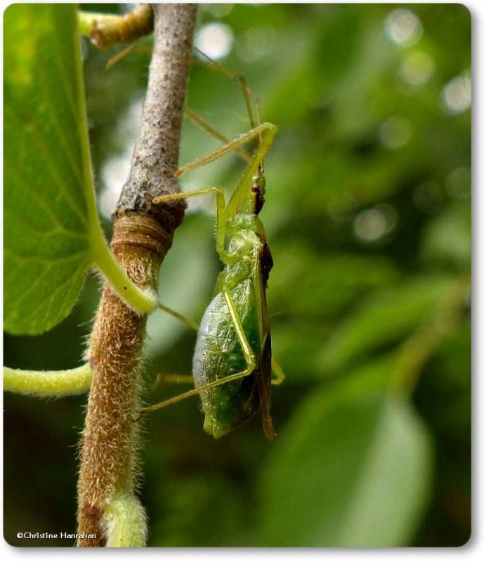 Pale green assassin bug, female (Zelus luridus)