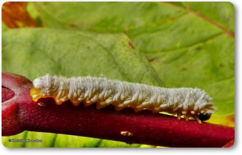 Sawfly larva ( Subfamily Allantinae)
