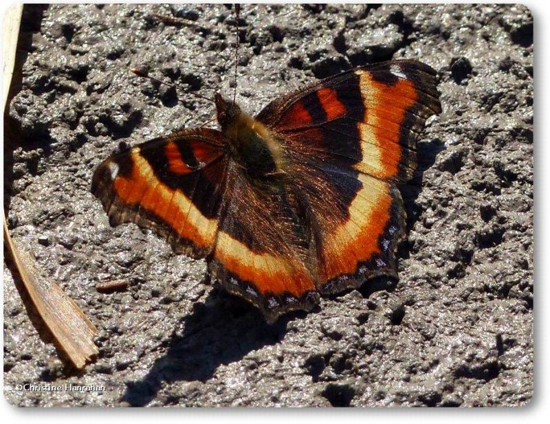 Milbert's tortoiseshell butterfly  (Aglais milberti )