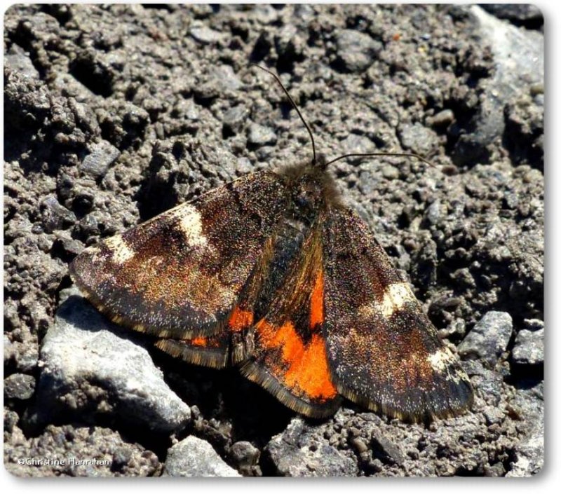 The Infant moth (Archiearis infans), #6256