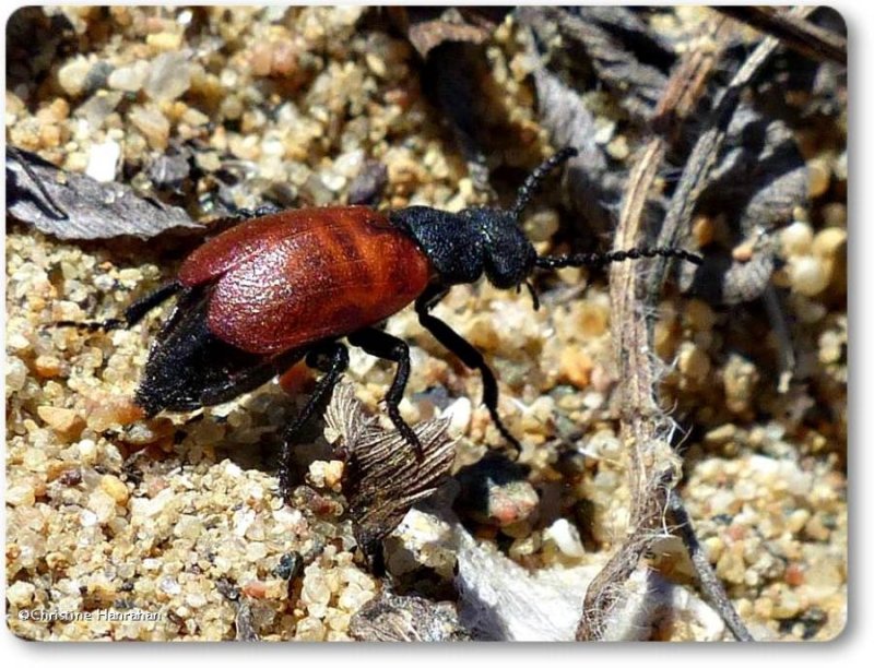 Blister beetle (Tricrania sp.)