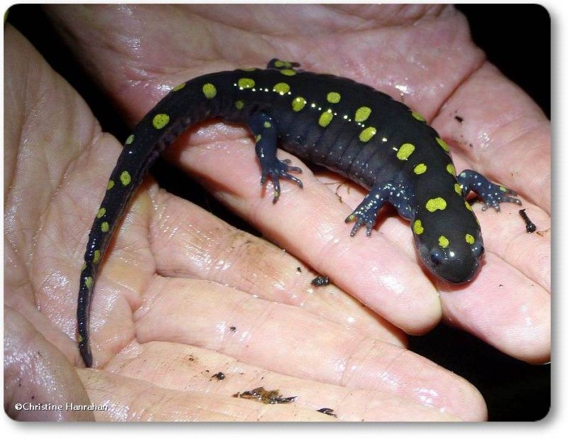 Spotted salamander (Ambystoma maculatum), female