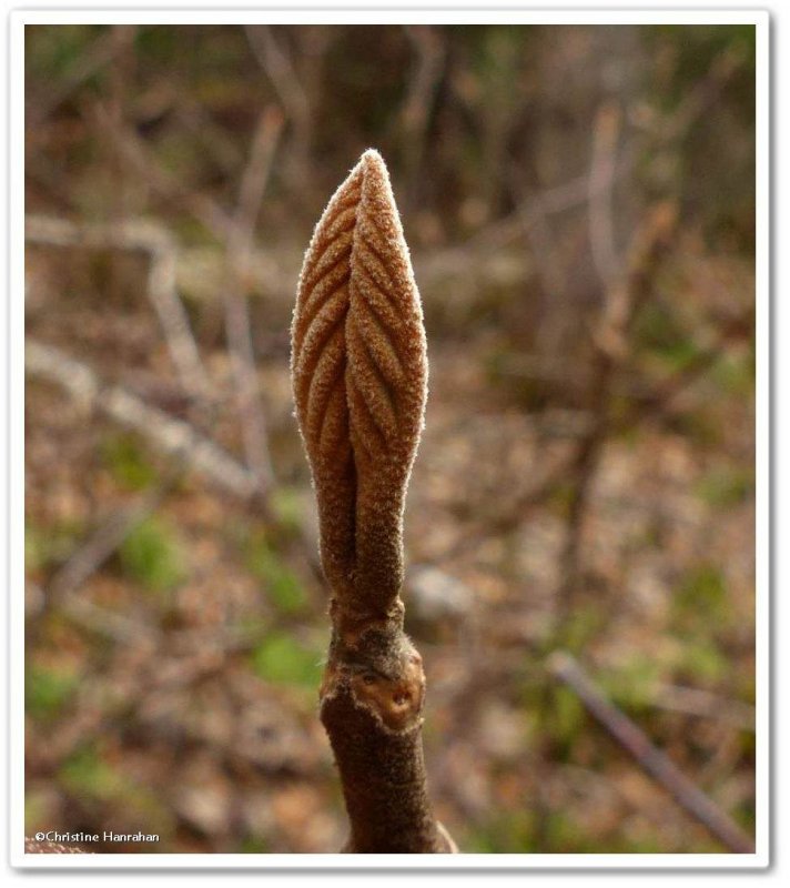 Hobblebush  (Viburnum alnifolium)