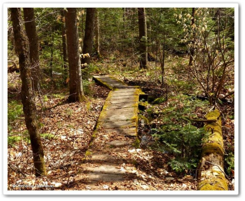 Trail through woods