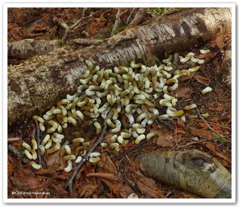 Ruffed grouse scat and drumming log