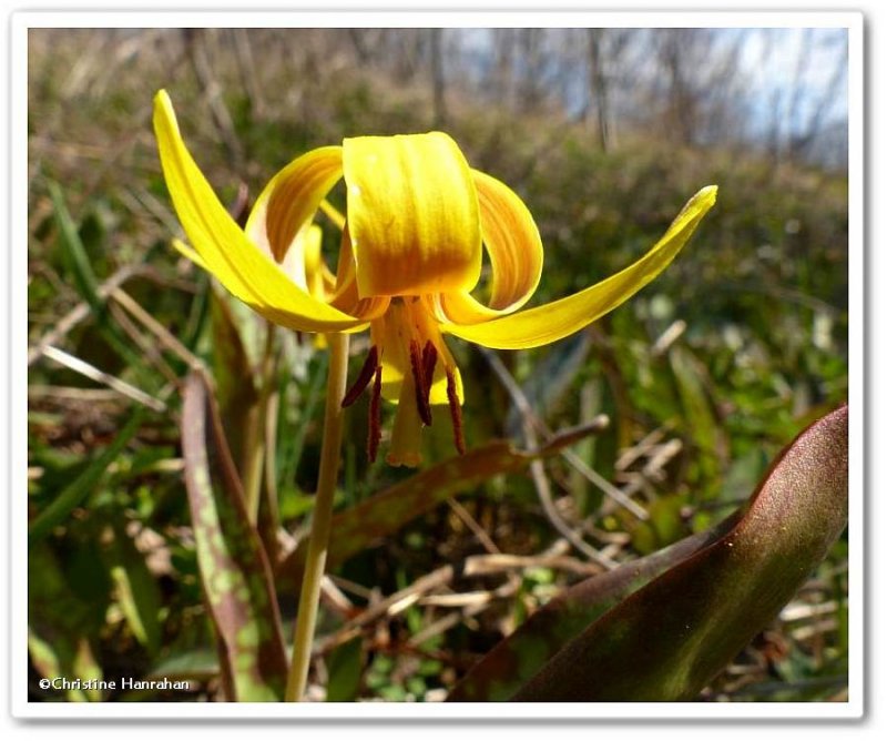 Trout lily (Erythronium americanum)