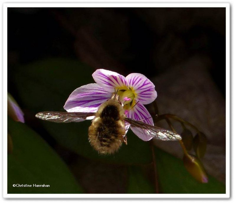 Greater bee fly (Bombylius major)