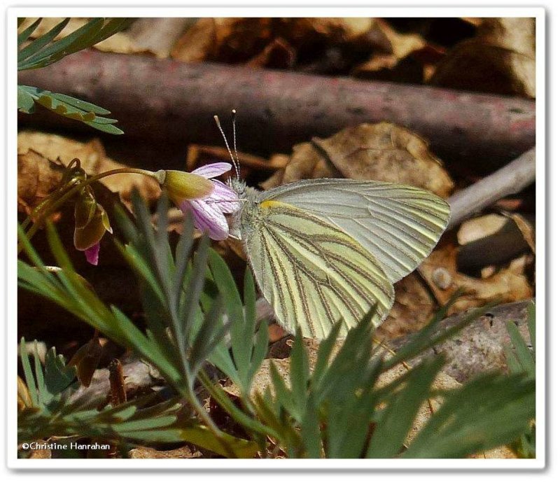 Mustard white butterfly  (Pieris oleracea) on Spring Beauty