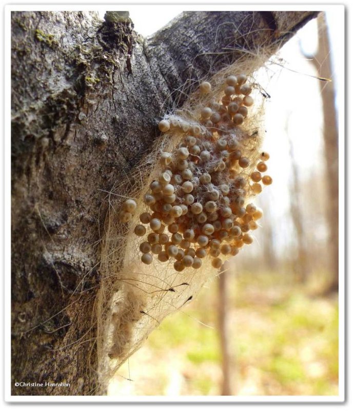 Eggs, probably  of a moth