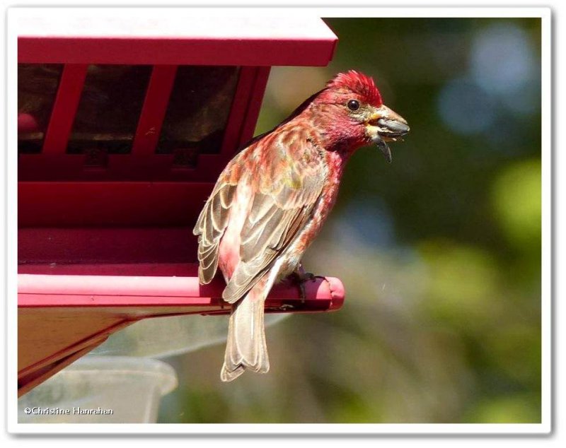 Purple finch, male