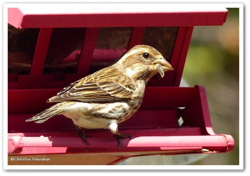 Purple finch, female