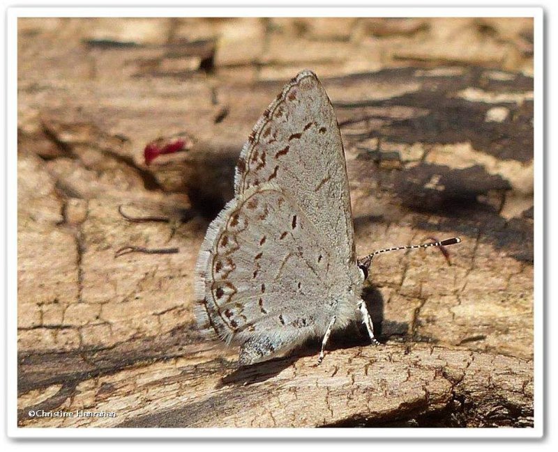 Northern spring azure butterfly  (Celastrina lucia)