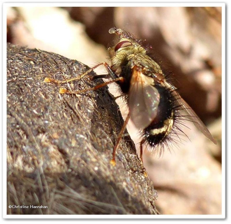 Tachinid fly (Epalpus signifer) on wolf scat