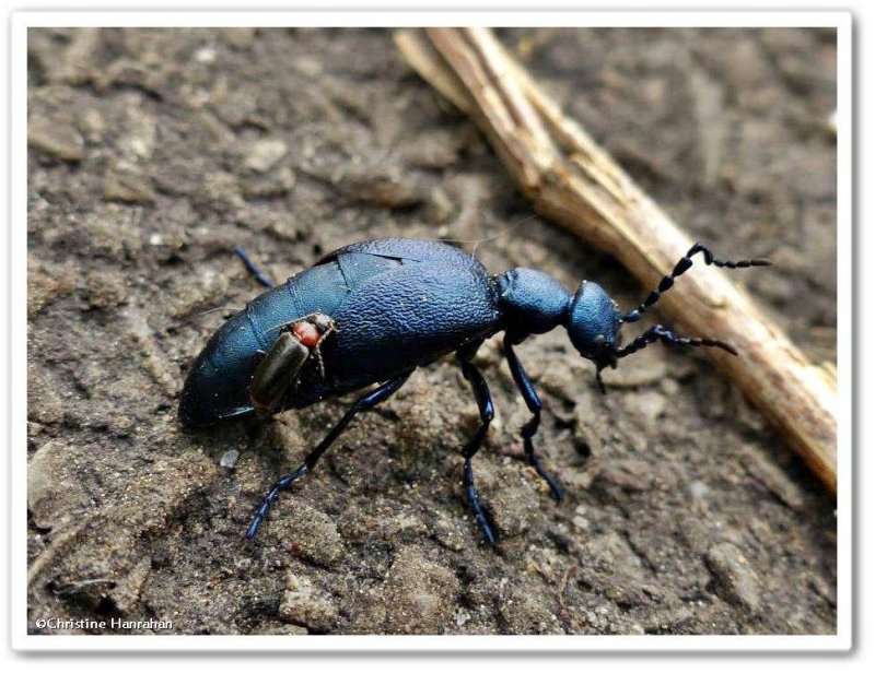Blister beetle (<em>Meloe</em> sp.) with hitchhiker