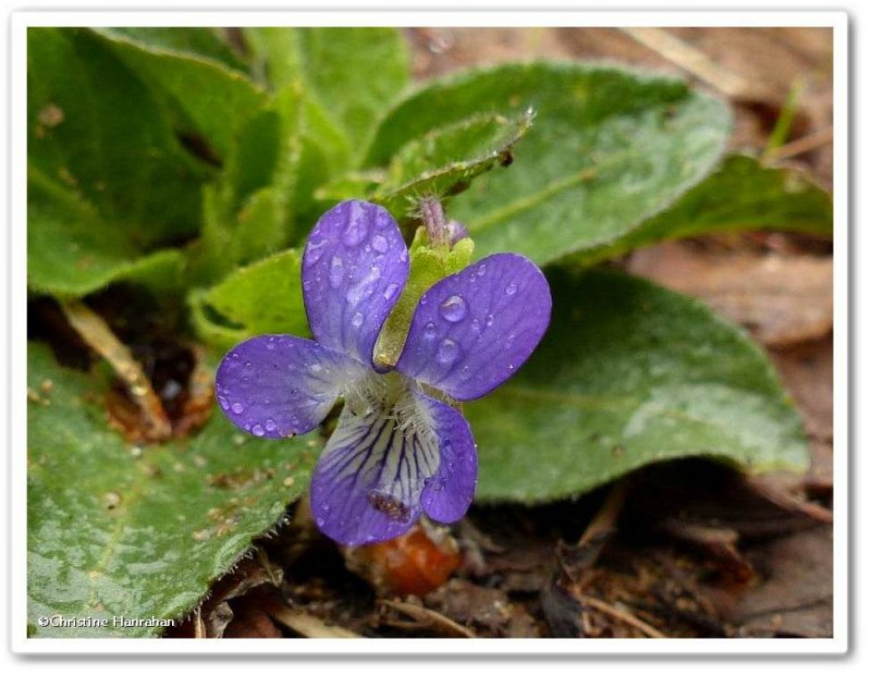 Early violet (Viola adunca)