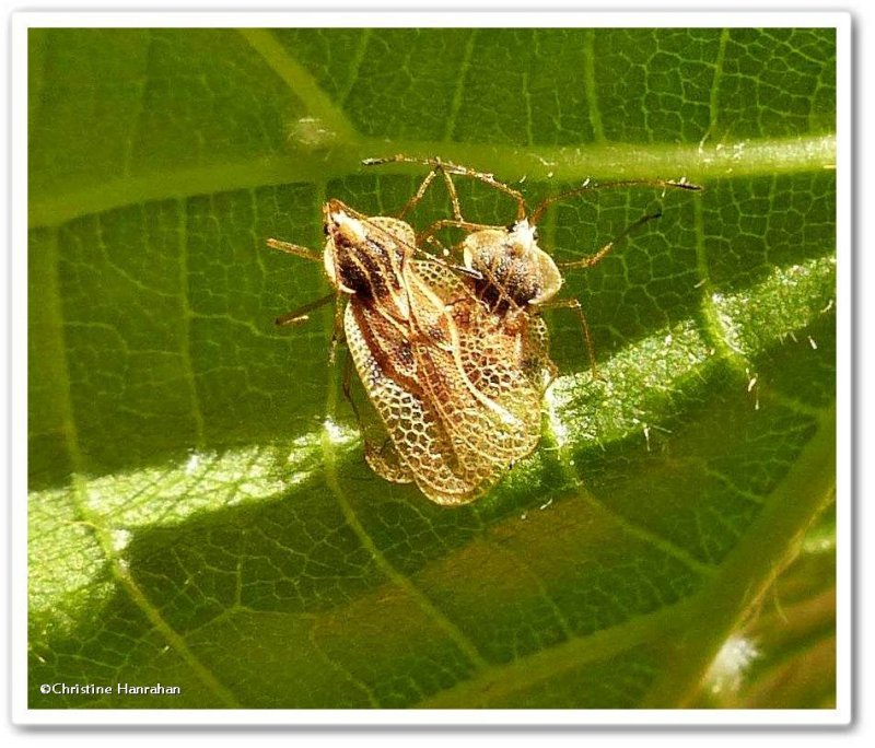 Lace bugs, basswood (Gargaphia tiliae)