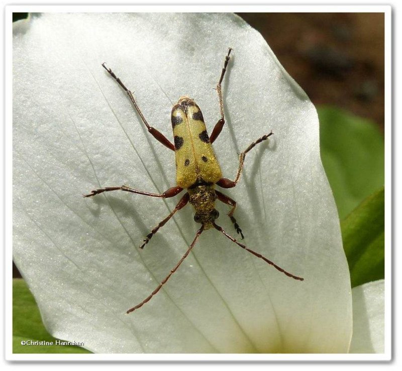 Flower longhorn beetle  (Evodinus monticola)