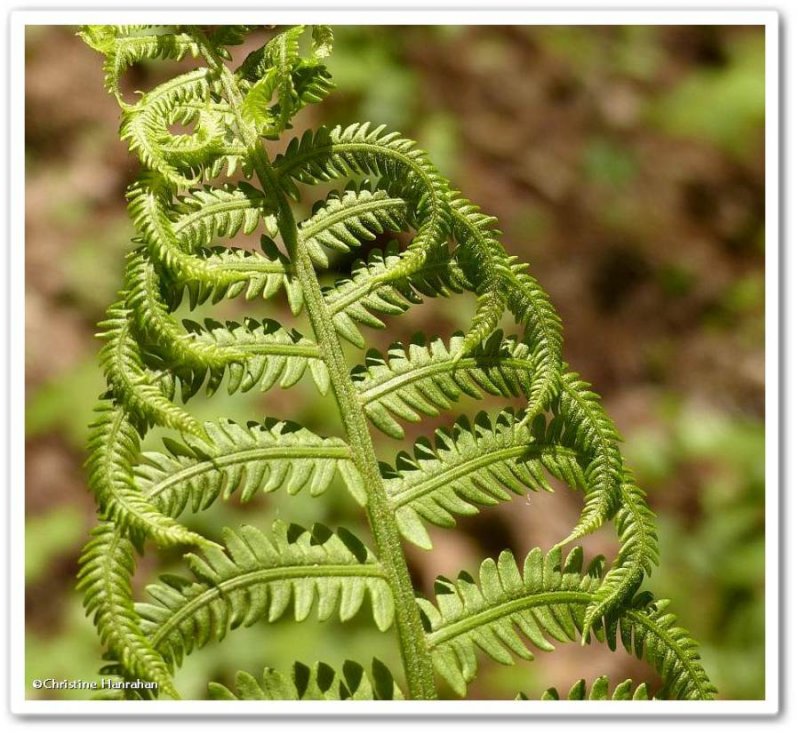 Ostrich Fern (Matteuccia struthiopteris)