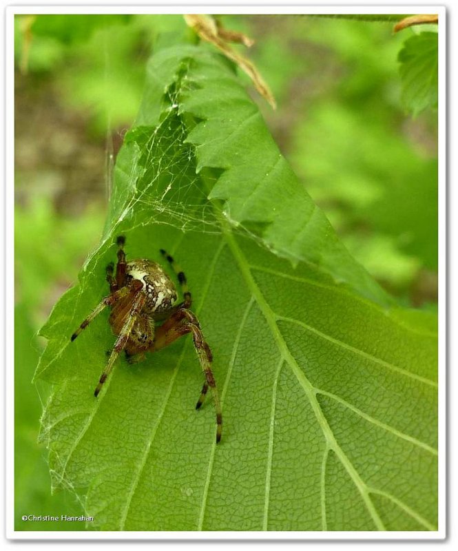 Shamrock Orb-weaver (Araneus trifolium)