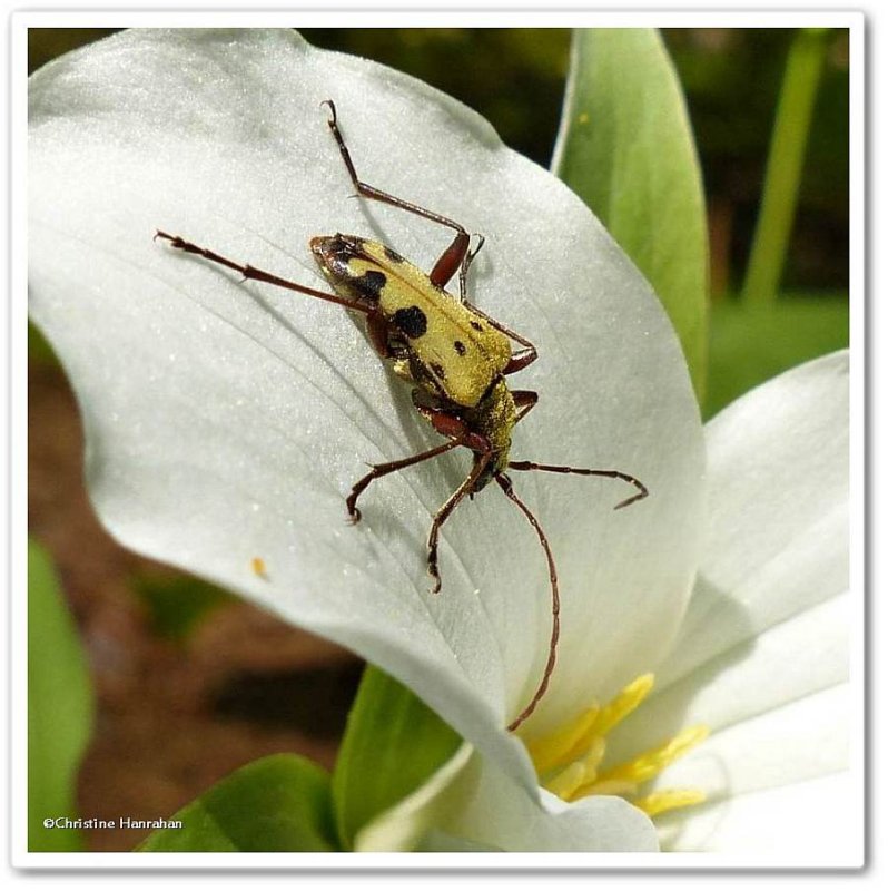Flower longhorn beetle  (Evodinus monticola)