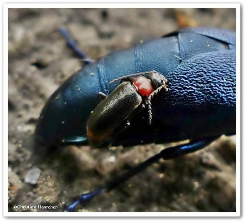 Blister beetle (<em>Meloe</em> sp.) with <em>Pedilus</em> beetle