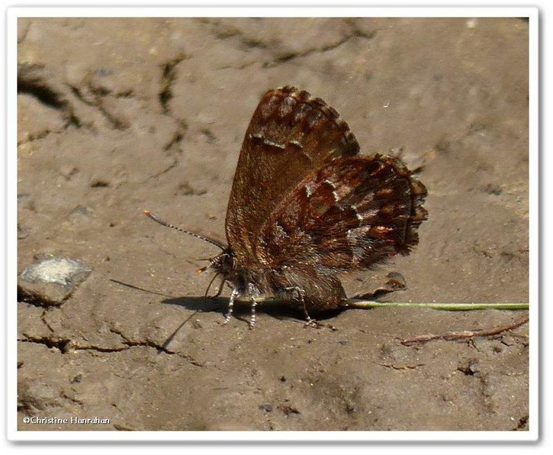 Eastern pine elfin ((Callophrys niphon))