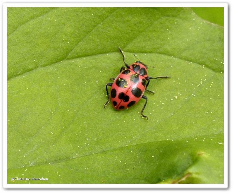 Spotted Ladybeetle  (<em>Coleomegilla maculata</em>)