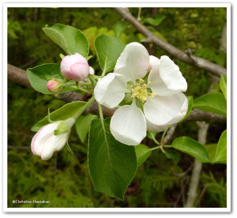 Apple blossoms