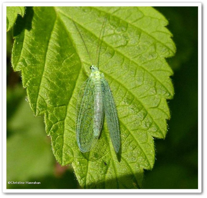Green lacewing (Chrysopidae)