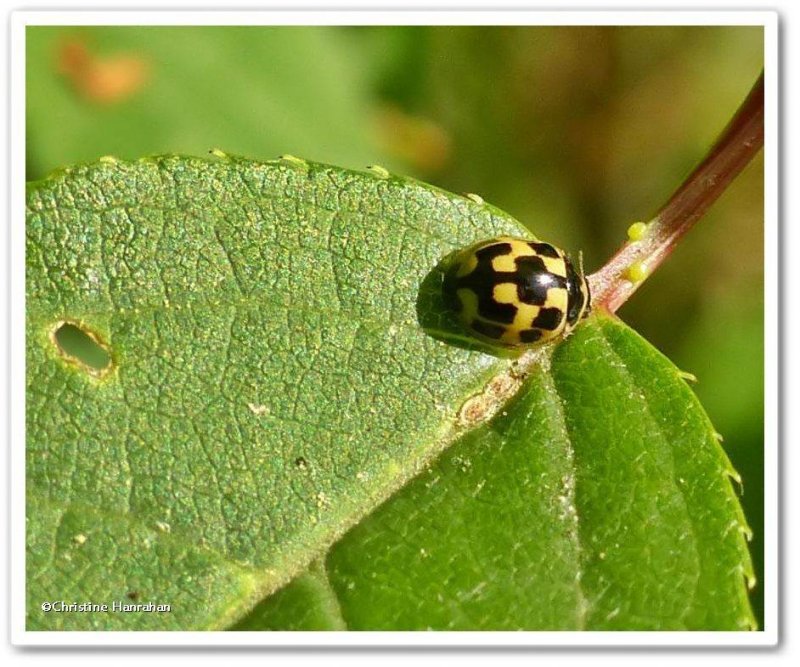 Fourteen-spotted ladybeetle (Propylea quatuordecimpunctata)