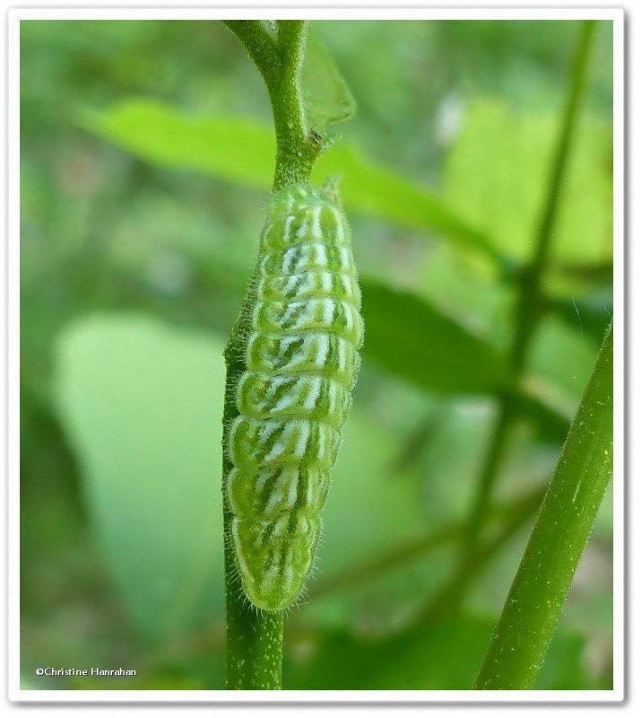 Hairstreak butterfly larva, possibly Hickory hairstreak