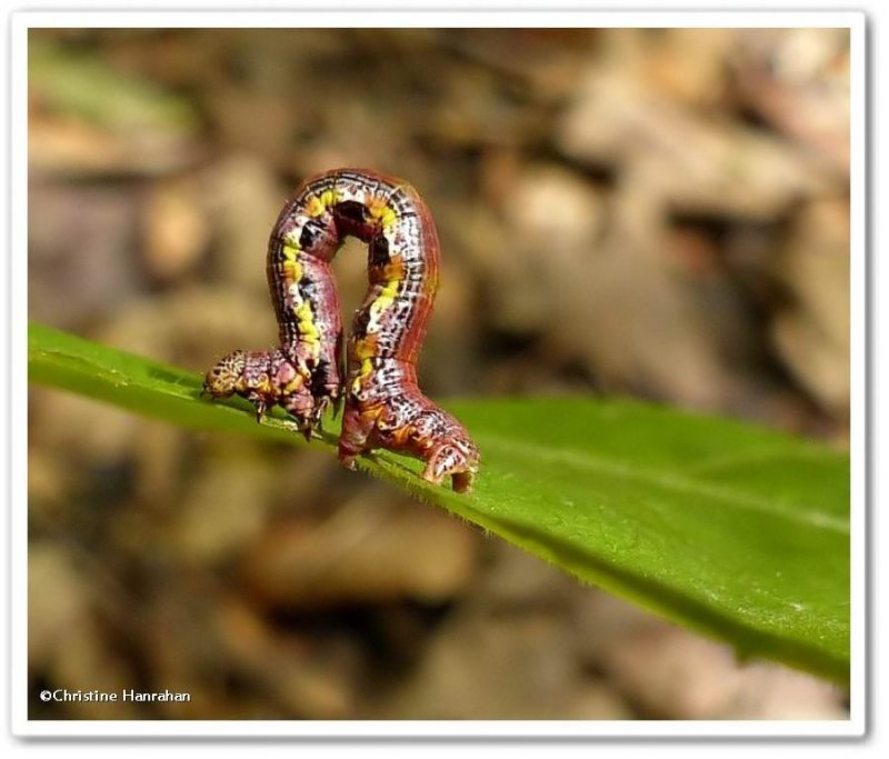 Geometrid moth caterpillar (Speranza exauspicata), #6292