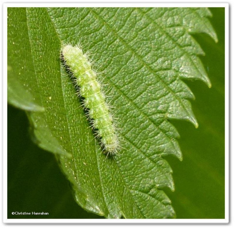 Plume Moth Caterpillars (Family:  Pterophoridae )  6105