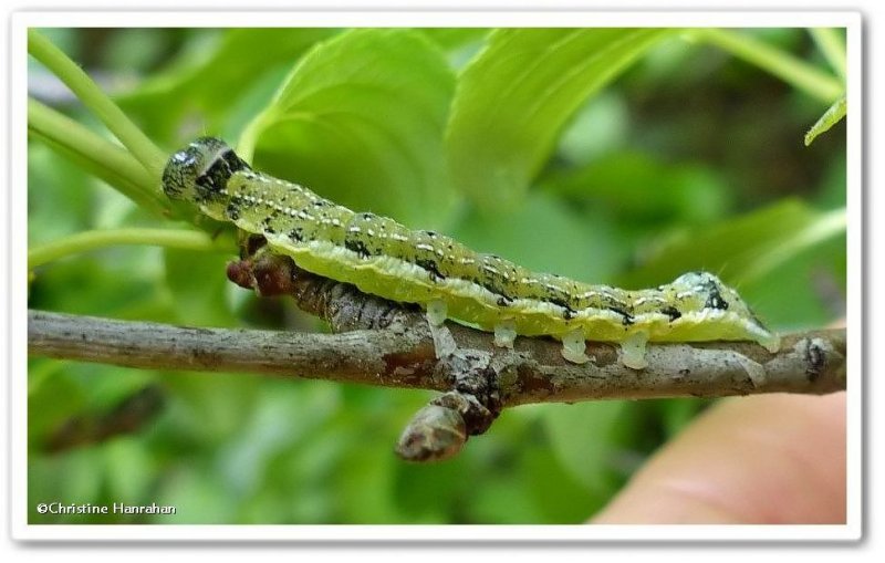 Ruby quaker moth caterpillar  (Orthosia rubescens), #10487