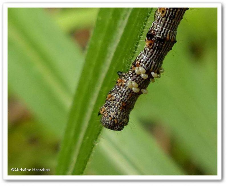 Half-Wing moth caterpillar ( Phigalia titea), #6658