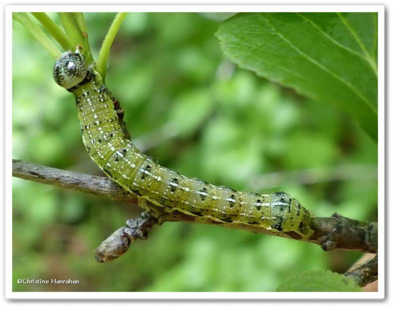 Ruby quaker moth caterpillar  (Orthosia rubescens), #10487