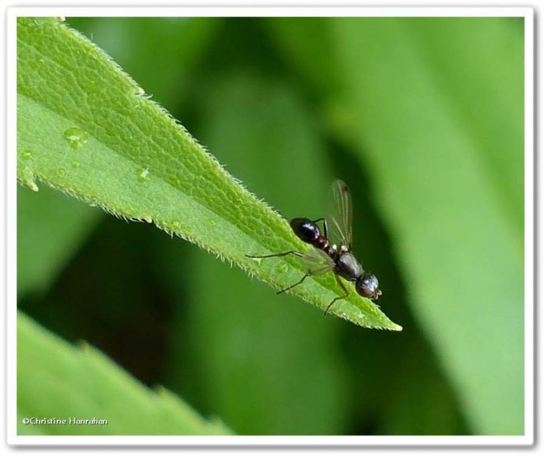 Ant-like scavenger fly (Sepsidae)