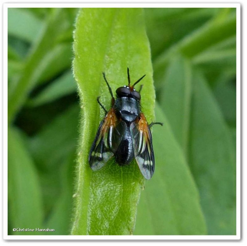 Tachinid fly (Euthera tentatrix)