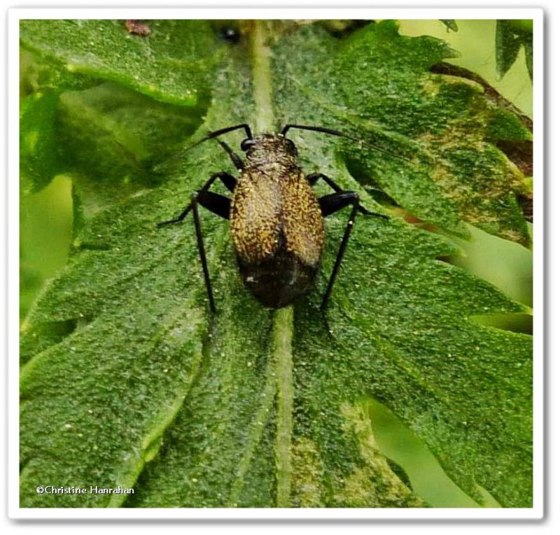 Plant bug Orthocephalus saltator