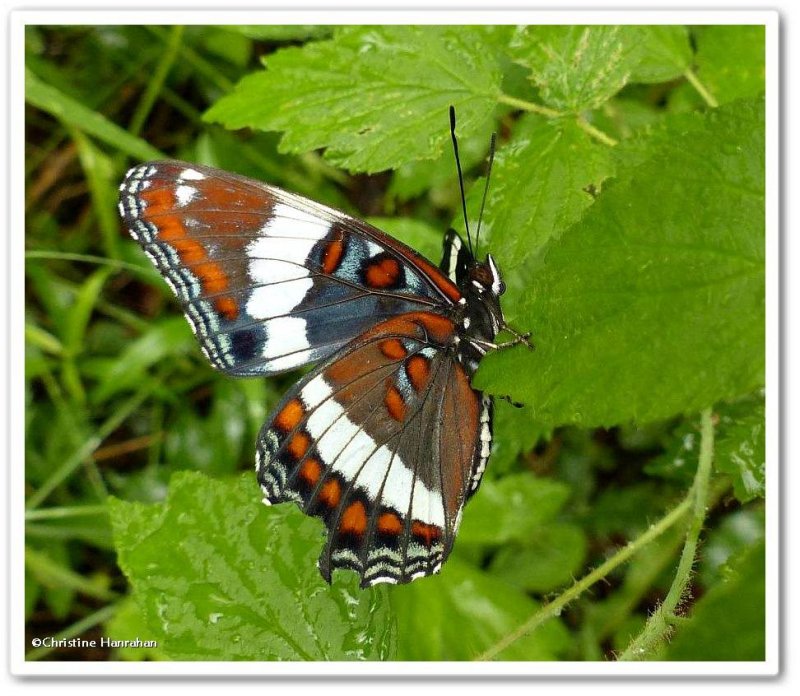 White admiral butterfly  (Limenitis arthemis)