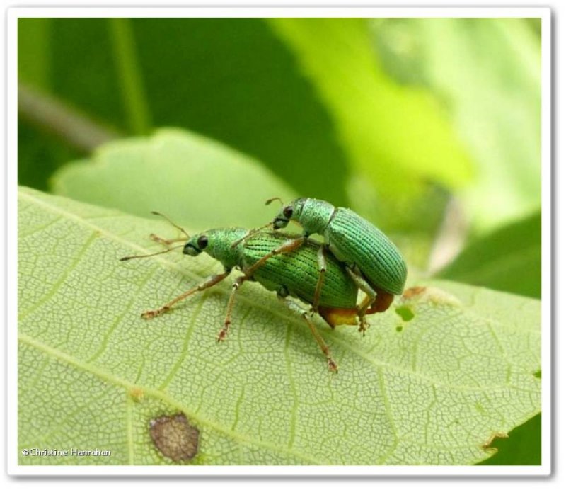 Green weevils  (Polydrusus)