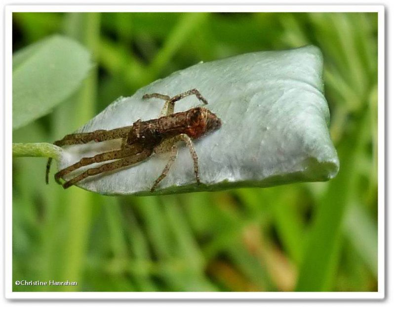 Crab spider (Tmarus sp.) on egg sac